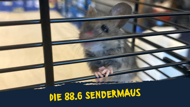 Die 88.6 Sendermaus